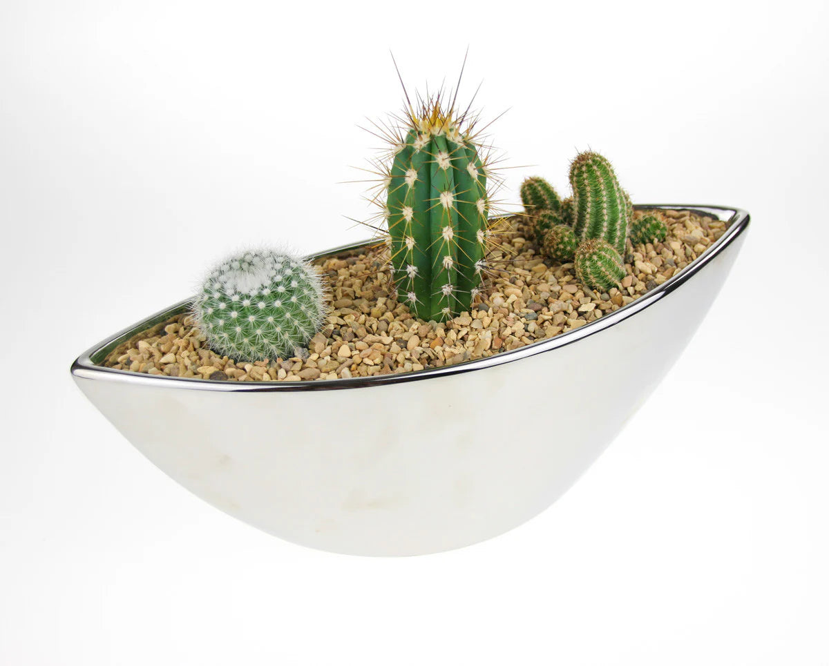 Modern cactuse     ثلاثية الصبار الرائعة الخاصة بنا