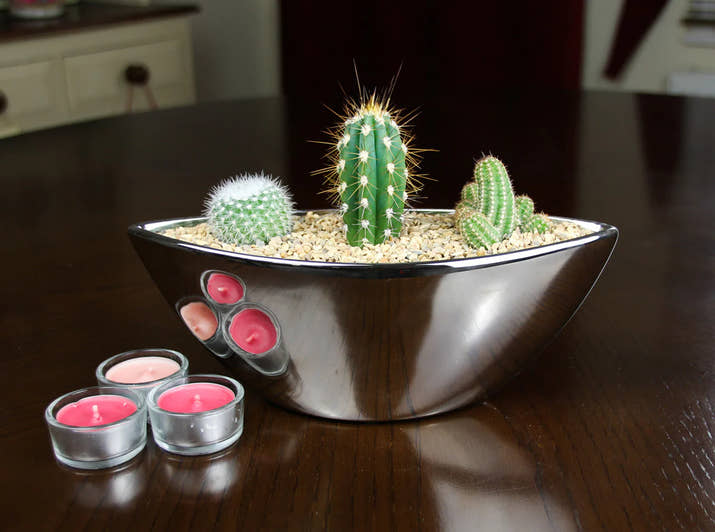 Modern cactuse     ثلاثية الصبار الرائعة الخاصة بنا