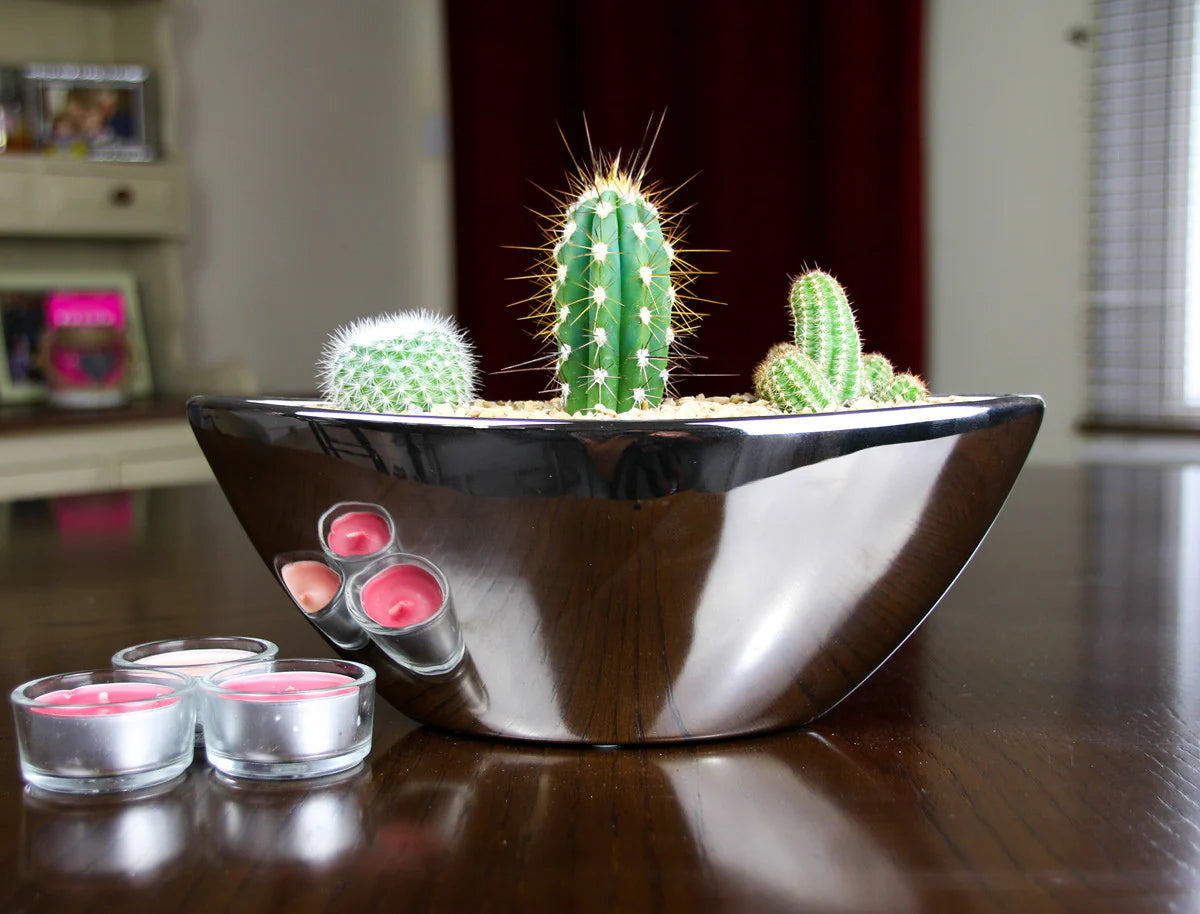 Modern cactuse     ثلاثية الصبار الرائعة الخاصة بنا