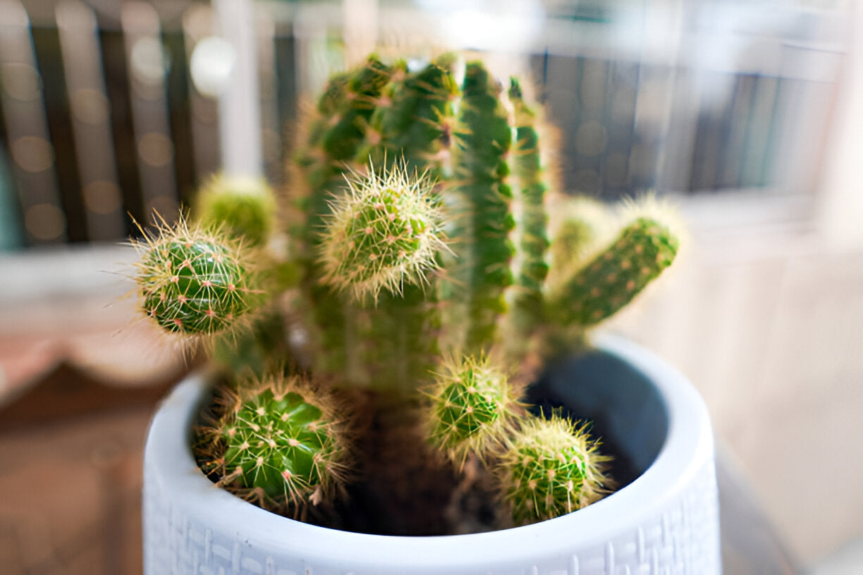 Modern cactuse     ثلاثية الصبار الرائعة الخاصة بنا