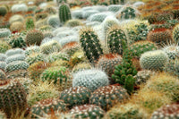Modern cactuse     ثلاثية الصبار الرائعة الخاصة بنا